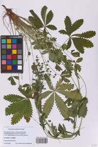 Potentilla thuringiaca Bernh. ex Link, Eastern Europe, Moscow region (E4a) (Russia)