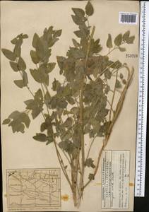 Codonopsis clematidea (Schrenk) C.B.Clarke, Middle Asia, Western Tian Shan & Karatau (M3) (Kazakhstan)
