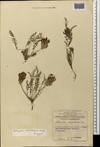 Astragalus takhtadzhjanii Grossh., Caucasus, Azerbaijan (K6) (Azerbaijan)