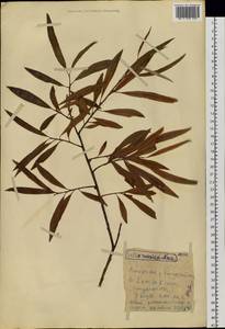 Salix viminalis L., Siberia, Altai & Sayany Mountains (S2) (Russia)
