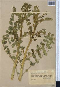 Astragalus coluteocarpus, Middle Asia, Pamir & Pamiro-Alai (M2) (Tajikistan)
