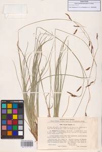 Carex tristis M.Bieb., Caucasus, Stavropol Krai, Karachay-Cherkessia & Kabardino-Balkaria (K1b) (Russia)