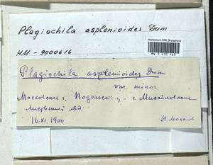 Plagiochila asplenioides (L.) Dumort., Bryophytes, Bryophytes - Moscow City & Moscow Oblast (B6a) (Russia)
