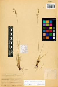 Festuca valesiaca Schleich. ex Gaudin, Siberia, Baikal & Transbaikal region (S4) (Russia)