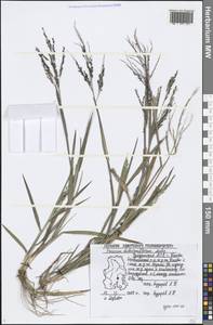 Panicum dichotomiflorum Michx., Eastern Europe, Volga-Kama region (E7) (Russia)