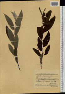 Salix lapponum L., Siberia, Western Siberia (S1) (Russia)