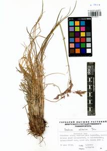 Festuca altaica Trin., Siberia, Baikal & Transbaikal region (S4) (Russia)