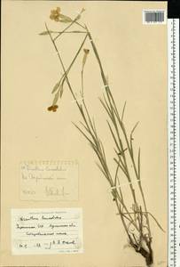 Dianthus pallens M. Bieb., Eastern Europe, North Ukrainian region (E11) (Ukraine)