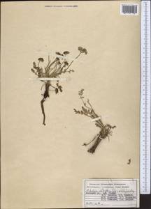 Schulzia albiflora (Kar. & Kir.) Popov, Middle Asia, Pamir & Pamiro-Alai (M2) (Kyrgyzstan)