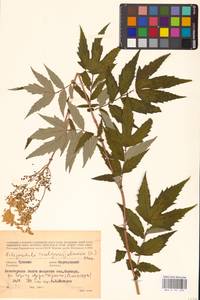Filipendula ulmaria (L.) Maxim., Eastern Europe, Middle Volga region (E8) (Russia)