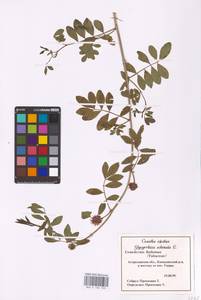 Glycyrrhiza echinata L., Eastern Europe, Lower Volga region (E9) (Russia)