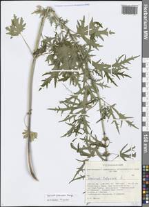 Leonurus glaucescens Bunge, Siberia, Altai & Sayany Mountains (S2) (Russia)