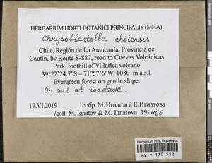 Chrysoblastella chilensis (Mont.) Reimers, Bryophytes, Bryophytes - America (BAm) (Chile)