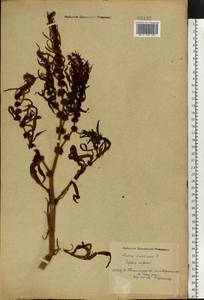 Rumex maritimus L., Eastern Europe, North Ukrainian region (E11) (Ukraine)