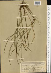 Carex vaginata Tausch, Eastern Europe, Volga-Kama region (E7) (Russia)