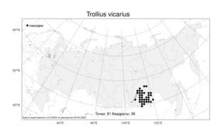 Trollius vicarius Sipliv., Atlas of the Russian Flora (FLORUS) (Russia)