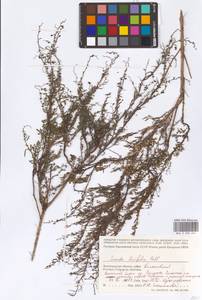 Suaeda linifolia Pall., Eastern Europe, Lower Volga region (E9) (Russia)