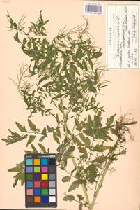 Cardamine impatiens L., Eastern Europe, Moscow region (E4a) (Russia)