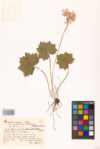 Primula jesoana Miq., South Asia, South Asia (Asia outside ex-Soviet states and Mongolia) (ASIA) (Japan)