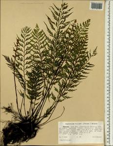 Asplenium aethiopicum subsp. filare (Forsk.) A.F.Braithw., Africa (AFR) (Ethiopia)
