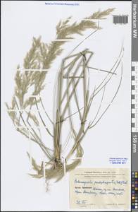 Calamagrostis pseudophragmites (Haller f.) Koeler, South Asia, South Asia (Asia outside ex-Soviet states and Mongolia) (ASIA) (China)
