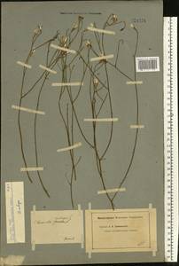 Chondrilla ambigua Fisch. ex Kar. & Kir., Eastern Europe, Lower Volga region (E9) (Russia)