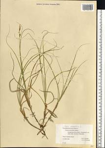 Carex arenaria L., Eastern Europe, North-Western region (E2) (Russia)