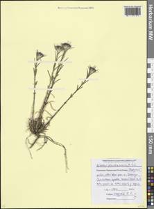 Dianthus pseudarmeria M. Bieb., Caucasus, Stavropol Krai, Karachay-Cherkessia & Kabardino-Balkaria (K1b) (Russia)