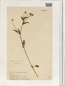 Viola tricolor L., Eastern Europe, Volga-Kama region (E7) (Russia)