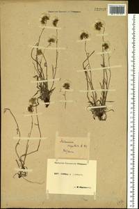 Antennaria carpatica (Wahlenb.) Bluff & Fingerh., Siberia, Central Siberia (S3) (Russia)