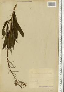 Chamaenerion angustifolium (L.) Scop., Eastern Europe, Estonia (E2c) (Estonia)