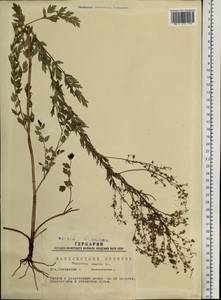 Thalictrum simplex L., Siberia, Western Siberia (S1) (Russia)