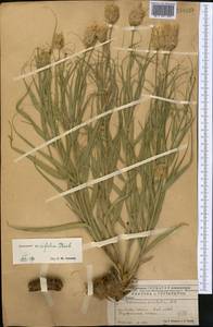 Gelasia ensifolia (M. Bieb.) Zaika, Sukhor. & N. Kilian, Middle Asia, Caspian Ustyurt & Northern Aralia (M8) (Kazakhstan)