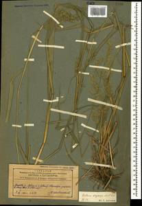 Festuca drymeja Mert. & W.D.J.Koch, Caucasus, Azerbaijan (K6) (Azerbaijan)