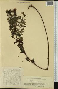 Hypericum maculatum, Western Europe (EUR) (Poland)