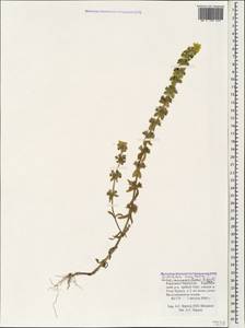 Sideritis montana subsp. montana, Caucasus, Stavropol Krai, Karachay-Cherkessia & Kabardino-Balkaria (K1b) (Russia)