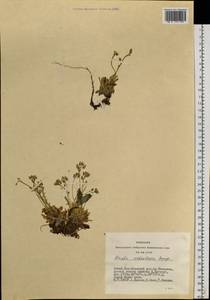 Draba ochroleuca Bunge, Siberia, Altai & Sayany Mountains (S2) (Russia)