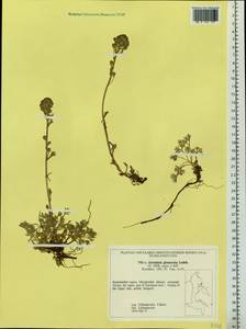 Artemisia glomerata Ledeb., Siberia, Chukotka & Kamchatka (S7) (Russia)