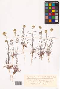 Erysimum leucanthemum (Stephan ex Willd.) B.Fedtsch., Eastern Europe, Lower Volga region (E9) (Russia)