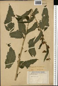 Campanula trachelium L., Eastern Europe, Central forest-and-steppe region (E6) (Russia)