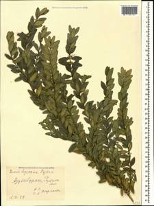 Buxus sempervirens L., Caucasus, Azerbaijan (K6) (Azerbaijan)