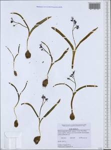 Scilla bifolia L., Caucasus, Krasnodar Krai & Adygea (K1a) (Russia)