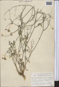 Seseli luteolum Pimenov, Middle Asia, Northern & Central Tian Shan (M4) (Kyrgyzstan)