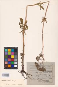 Valeriana dubia Bunge, Eastern Europe, Central forest-and-steppe region (E6) (Russia)