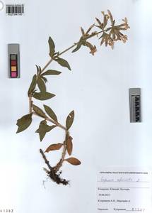KUZ 004 143, Saponaria officinalis L., Siberia, Altai & Sayany Mountains (S2) (Russia)