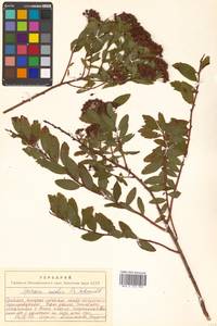 Spiraea media Schmidt, Siberia, Russian Far East (S6) (Russia)