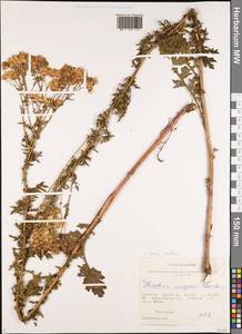 Jacobaea vulgaris subsp. vulgaris, Siberia, Western Siberia (S1) (Russia)