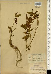 Euonymus semenovii Regel & Herder, South Asia, South Asia (Asia outside ex-Soviet states and Mongolia) (ASIA) (China)