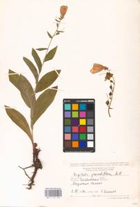 MHA 0 161 244, Digitalis grandiflora Mill., Eastern Europe, Eastern region (E10) (Russia)
