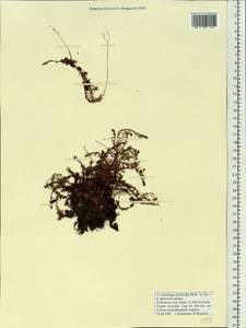 Saxifraga bronchialis subsp. stelleriana (Merk ex Ser.) Malysch., Siberia, Chukotka & Kamchatka (S7) (Russia)